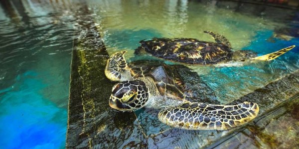 Discover Sri Lanka – 6 Days of Culture, Nature & Adventure