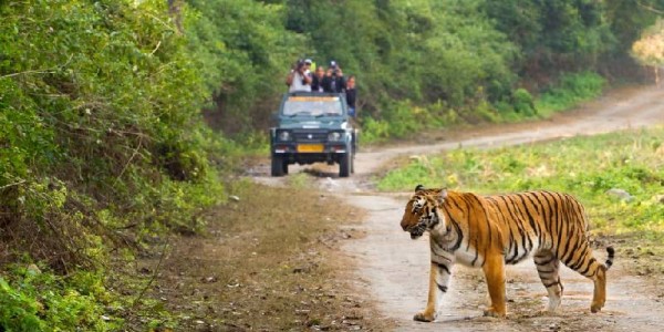 Jim Corbett National Park Wildlife Tour from Delhi – 3 Days / 2 Nights