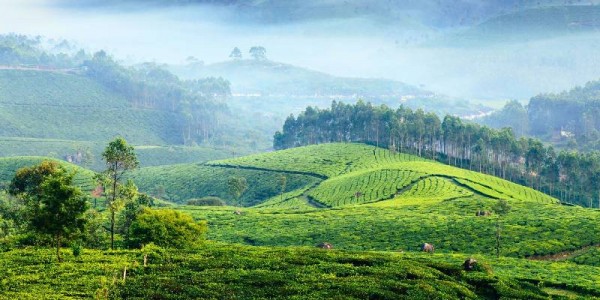 Serene Kerala Escape – 3 Nights & 4 Days of Nature, Culture & Tranquility